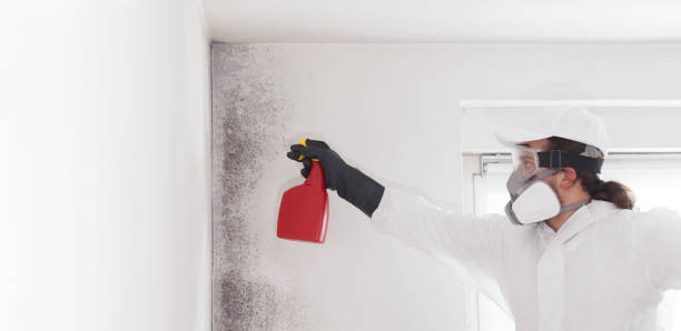 Best Industrial Mold Remediation in Palm River Clair Mel, FL